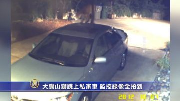 大膽山獅跳上私家車 監控錄像全拍到