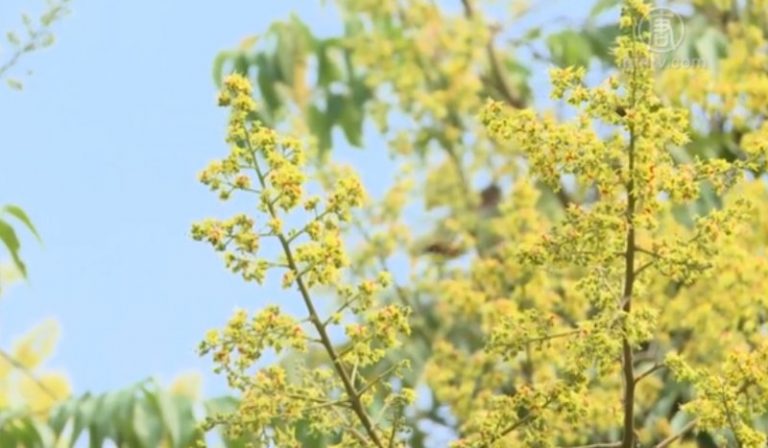 秋意濃 台灣欒樹黃花綻放臺139線