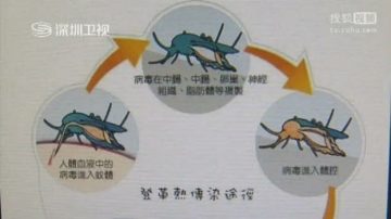 廣東登革熱爆發 兩萬染病六人死亡