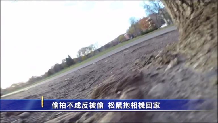 偷拍不成反被偷  松鼠抱相機回家