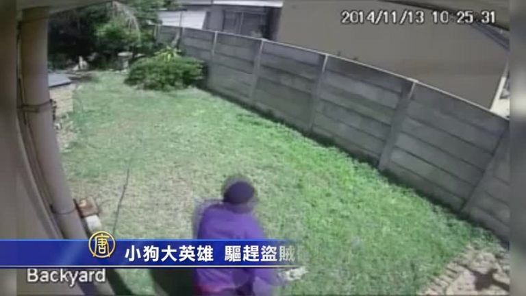 小狗大英雄 驅趕盜賊翻牆落荒逃