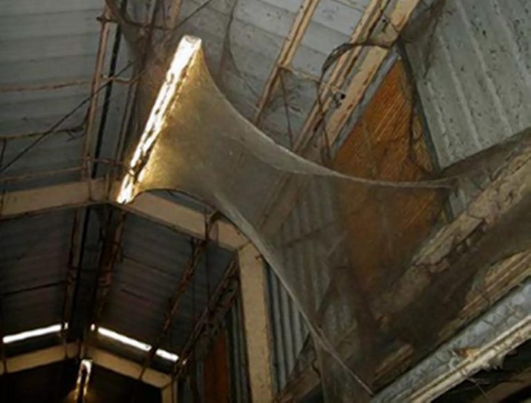 驚 美國一建築內藏1.07億蜘蛛 嚇到科學家