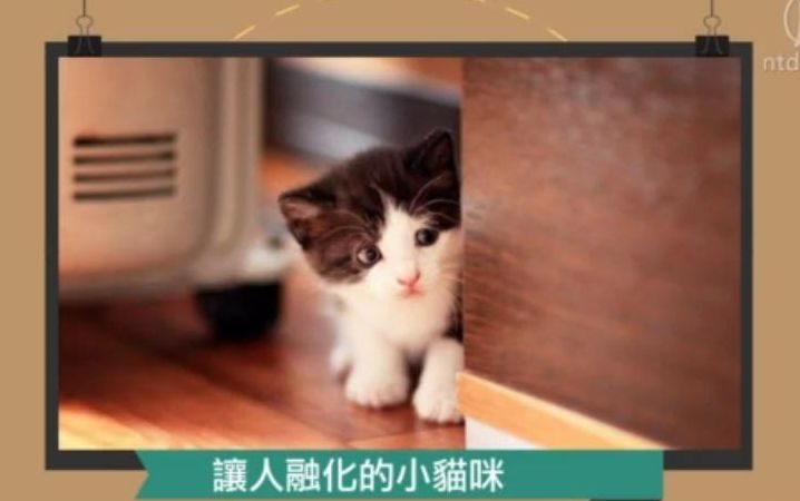 趣味新闻:让人融化的小猫咪