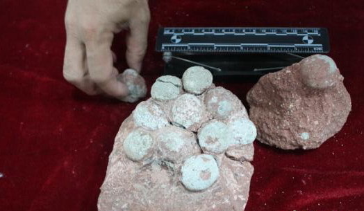 廣東現罕見袖珍蛋類化石 最小直徑1.5公分