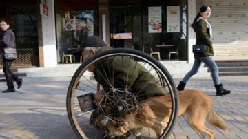 忠犬「推」癱瘓主人街頭行乞數年