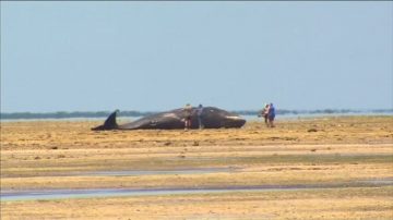 抹香鲸集体搁浅南澳海滩死亡