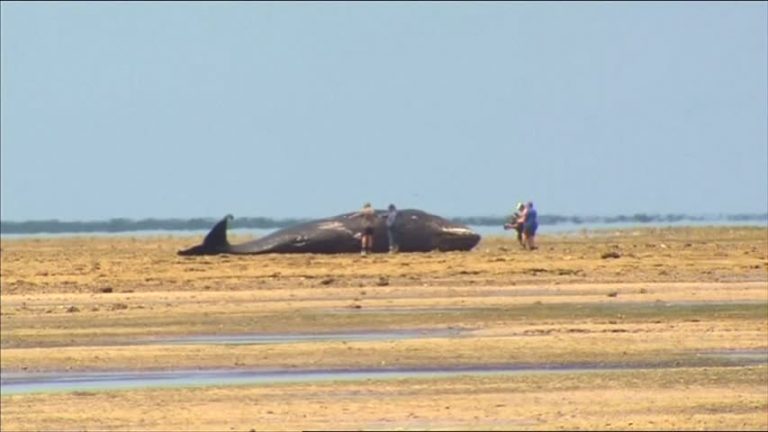 抹香鯨集體擱淺南澳海灘死亡