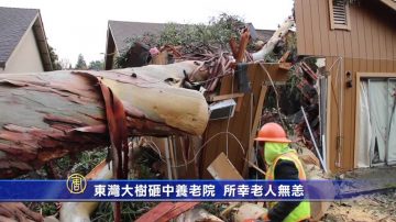 東灣大樹砸中養老院 所幸老人無恙