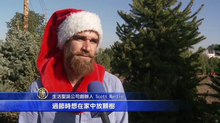 活聖誕樹出租！ 生機盎然好氣氛
