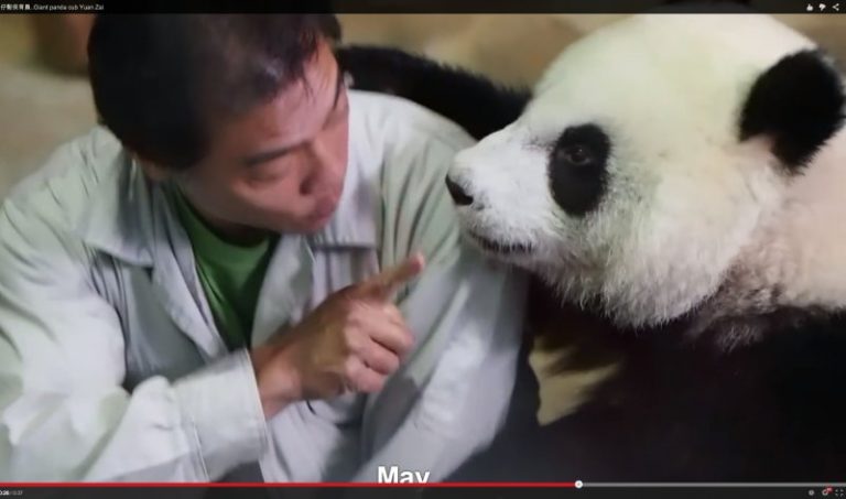 一歲半圓仔將獨立 圓圓將專門造熊貓