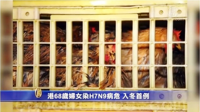 防H7N9禽流感 香港扑殺1.5萬活雞