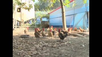 台灣首宗 彰化土雞檢出H5N2禽流感