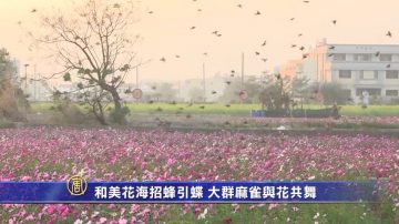 和美花海招蜂引蝶 大群麻雀与花共舞