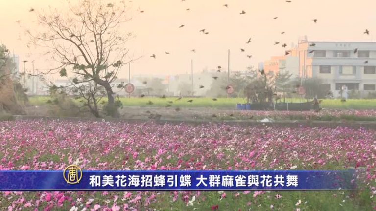 和美花海招蜂引蝶 大群麻雀與花共舞