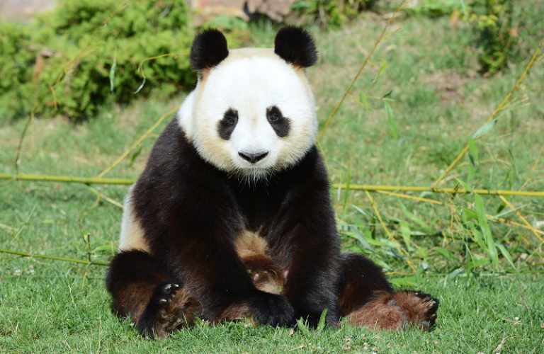 疑似感染犬瘟熱 陝西大熊貓1死2危4染病