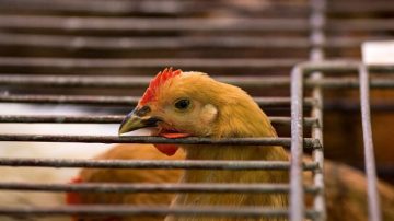 厦门5人确诊H7N9病例 1人死亡