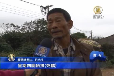 7縣市65場染禽流感 撲殺禽數直逼10萬