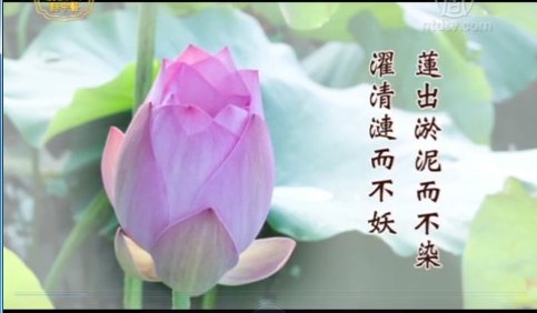 談古論今話中醫：藕斷絲連談蓮藕