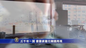 三千年一开  优昙婆罗花韩国再现