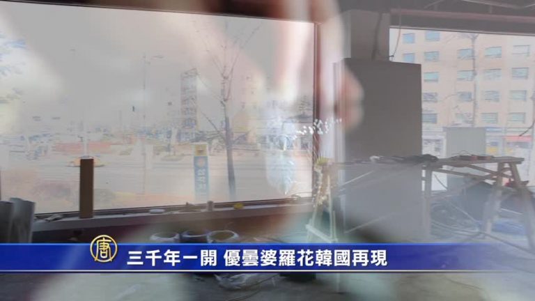 三千年一開  優曇婆羅花韓國再現