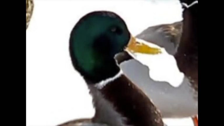 安大略野鳥酷寒瀕危 救還是不救