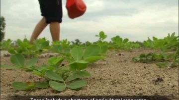 【禁聞】分析：「一號文件」洩重大糧食危機