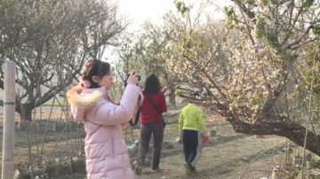 台种植达人张洲府 让平地也能赏樱花