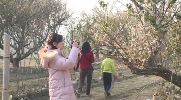 臺種植達人張洲府 讓平地也能賞櫻花