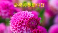 大陸河南大法弟子恭祝李洪志大師過年好（二）