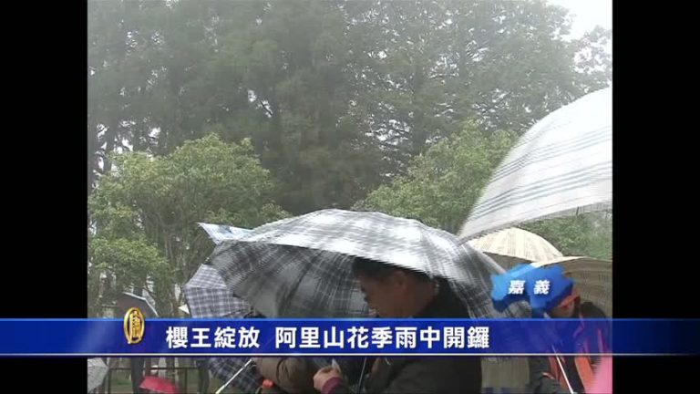 櫻王綻放 阿里山花季雨中開鑼