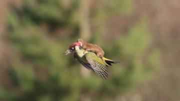 啄木鳥背著黃鼠狼飛翔 怪景內藏生死劫