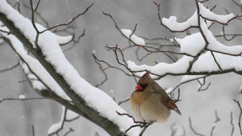 天降白被盖纽约 雪后初霁有趣景(组图)