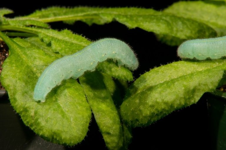 科學家：植物可分辨蟲子種類 區別抵禦