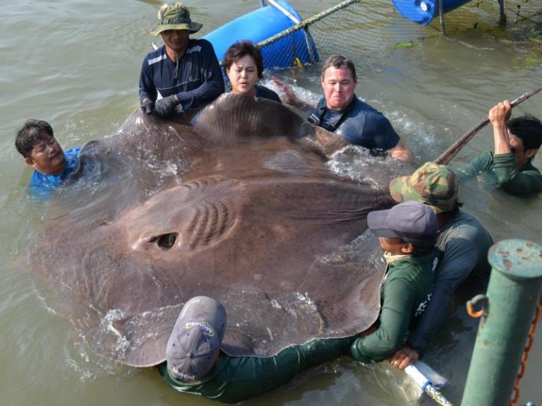 跟汽車大小 美節目組泰國釣上淡水最大魚