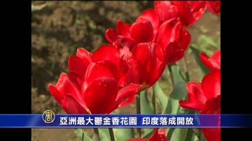 亞洲最大鬱金香花園 印度落成開放