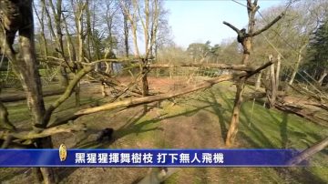 黑猩猩揮舞樹枝 打下無人飛機