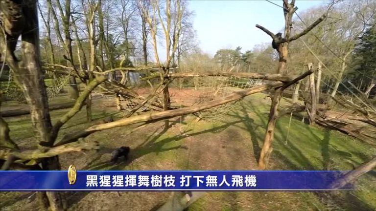 黑猩猩揮舞樹枝 打下無人飛機
