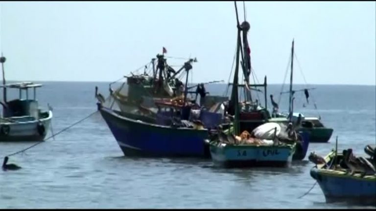 重達1噸 秘魯捕獲超級魔鬼魚