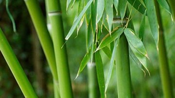 父鼻咽癌離世 女患雙癌末期絕處逢生