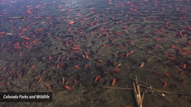 金魚大軍入侵野湖 美國當局清剿