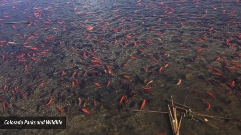 金魚大軍入侵野湖 美國當局清剿