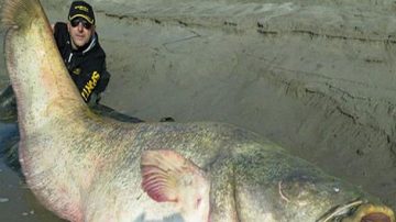 波蘭漁夫釣到百歲鯰魚 腹藏納粹軍官遺骸