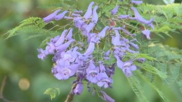 浪漫紫色花開 藍花楹笑臉迎人