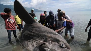 重達1.5噸 印尼海岸驚現巨無霸「海怪」