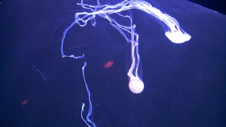 太平洋水族館驚喜迎水母