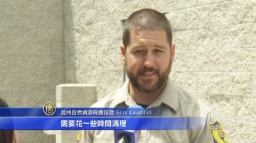 聖巴巴拉洩油事故 油污鳥瀕臨死亡