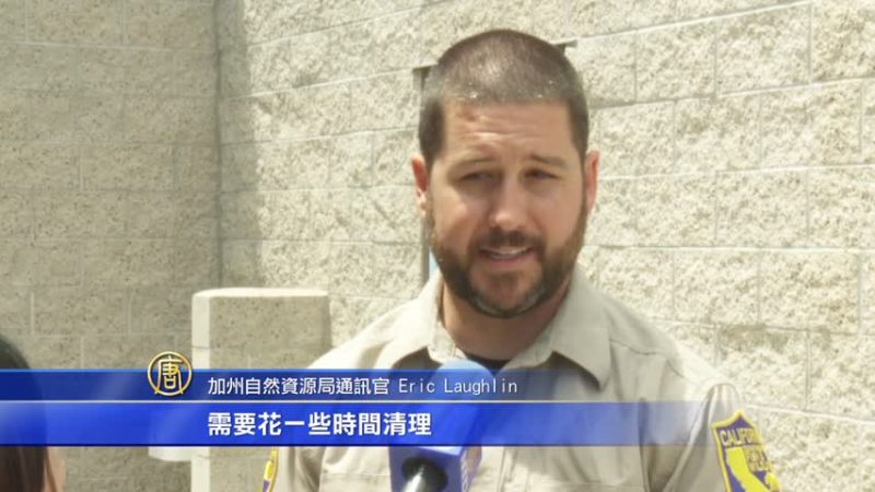 聖巴巴拉洩油事故 油污鳥瀕臨死亡