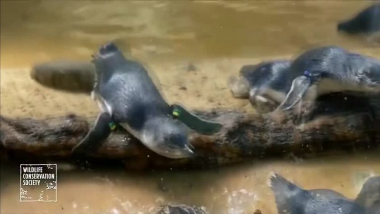 澳洲「藍企鵝」在紐約動物園公開亮相