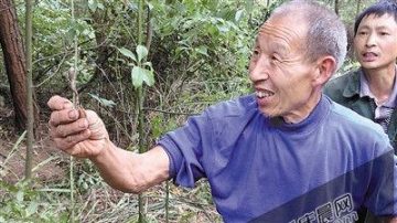 重庆小镇发现虫草 村民3天掏空百亩山林