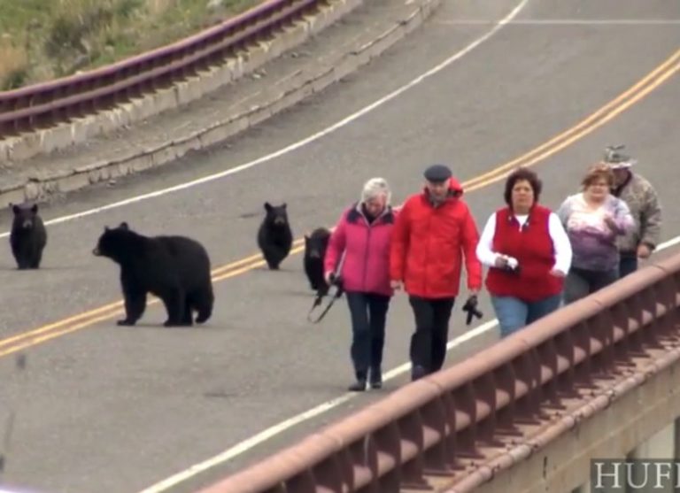 美黑熊媽發飆 黃石公園帶小熊猛追遊客